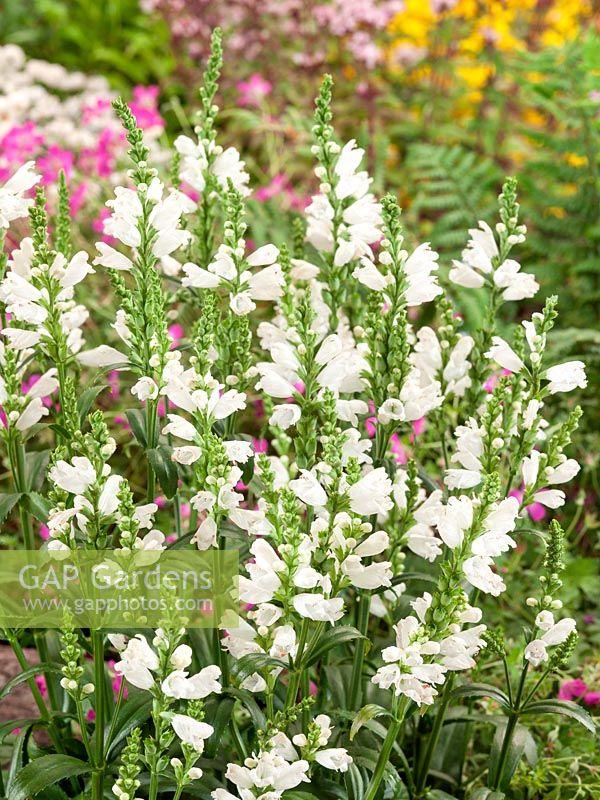 Physostegia Miss Manners