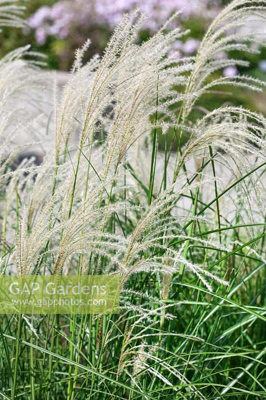 Miscanthus Undine