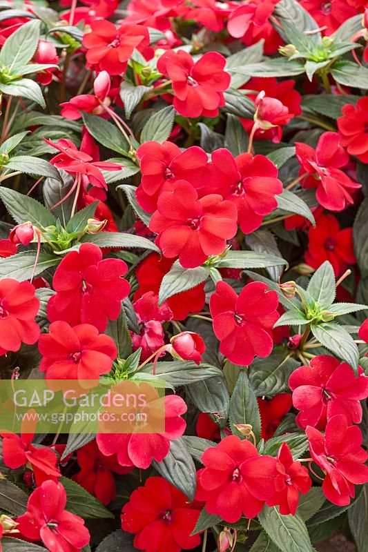 Impatiens Big Bounce Red