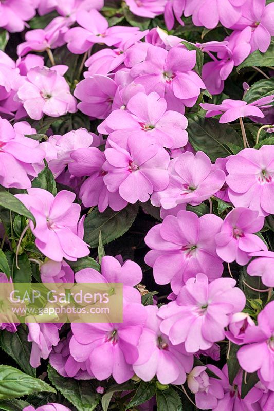 Impatiens Big Bounce Lilac