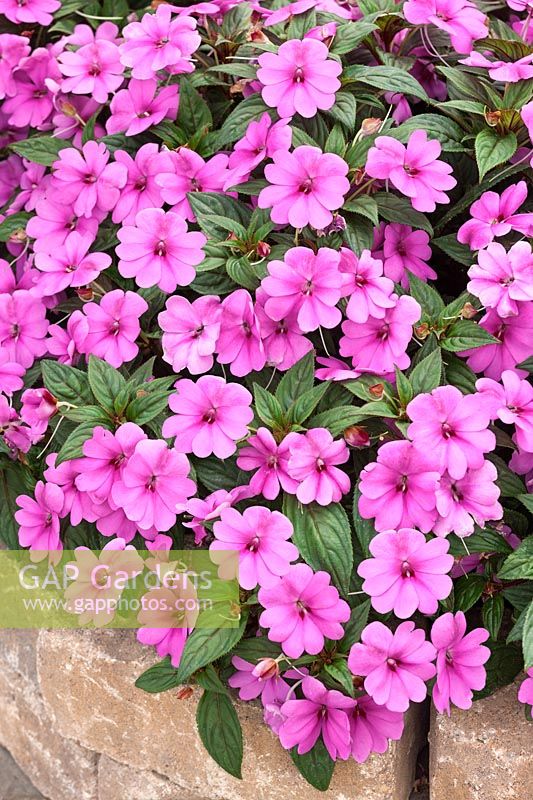 Impatiens Big Bounce Lavender