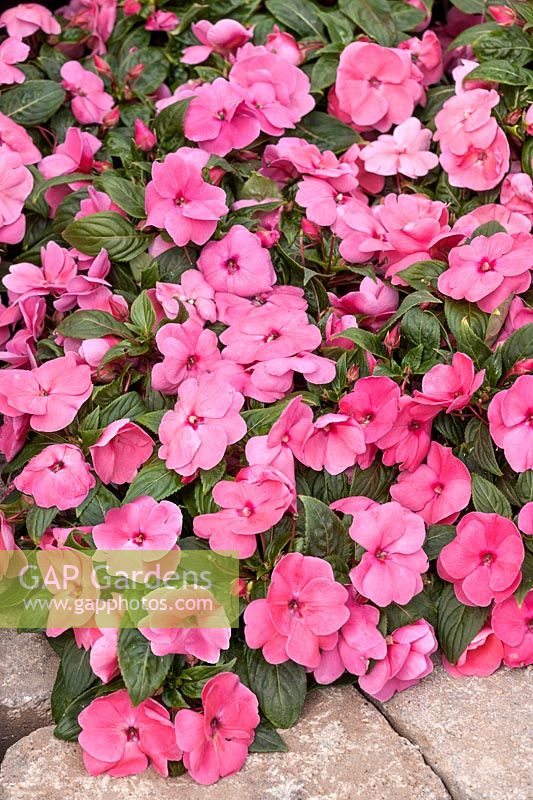 Impatiens New Guinea Divine ™ Pink Amélioré