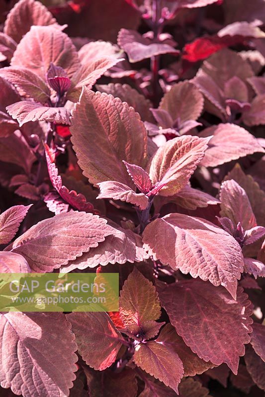 Bombe rose Plectranthus