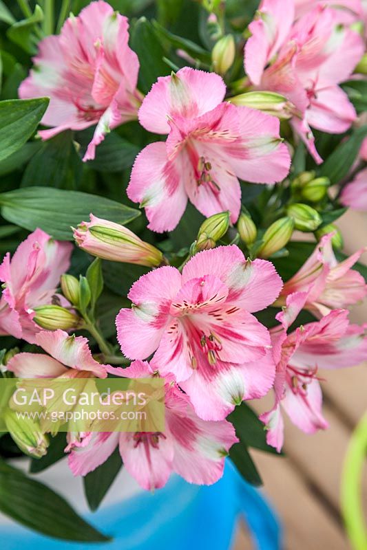 Alstroemeria Princess Theresa