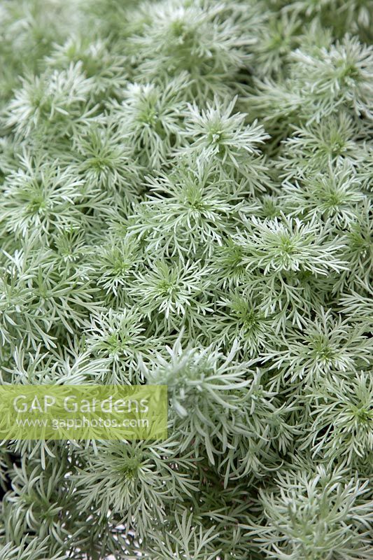 Artemisia schmidtiana Ever Goldy ®