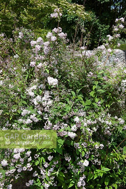 Deutzia x hybrida Mont Rose