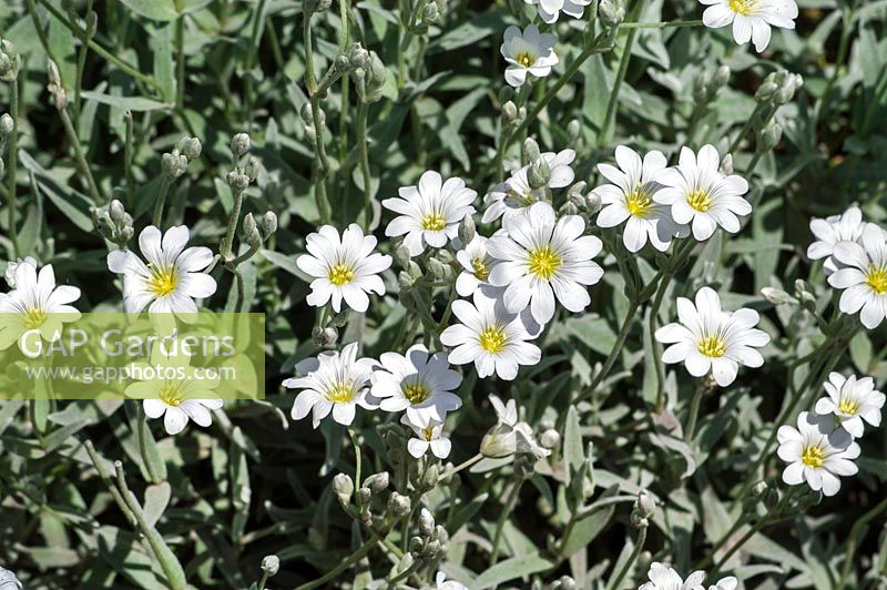 Cerastium tomentosum