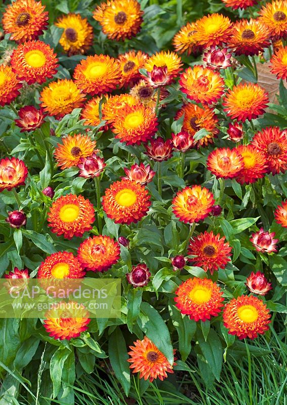 Xerochrysum Sundaze ® Bronze Orange