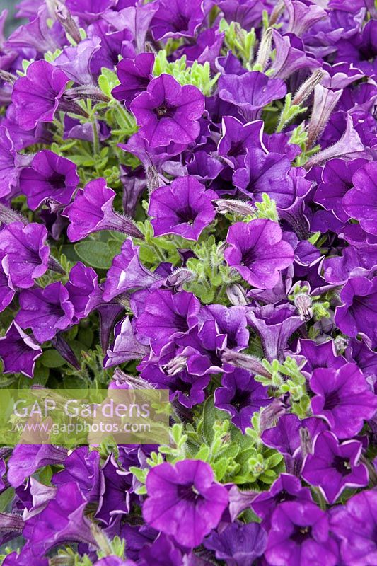 Petunia Littletunia ™ Blue