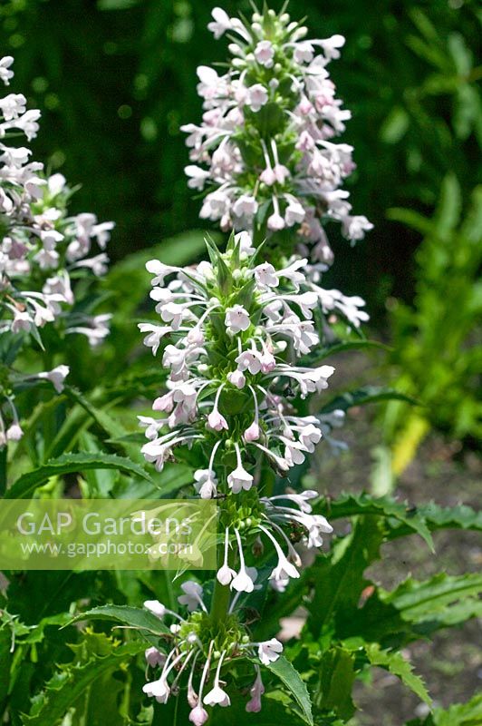 Morina longifolia