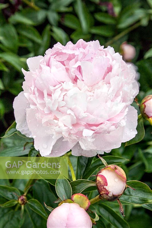 Paeonia Angel Cheeks