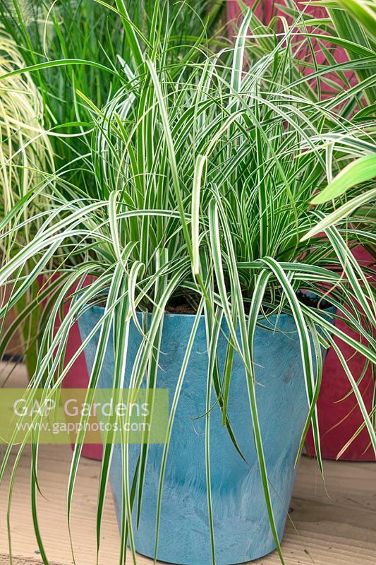 Carex EverColor® Everest