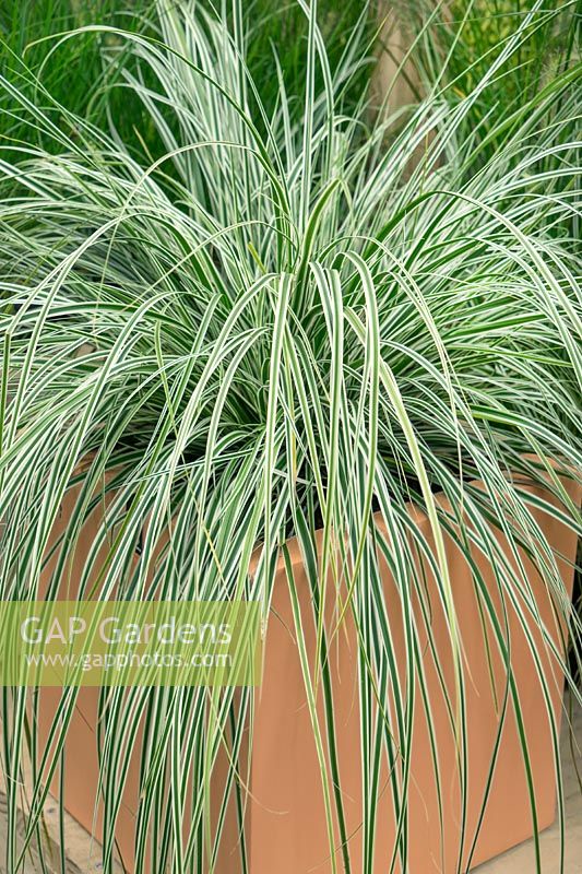 Carex EverColor® Everest