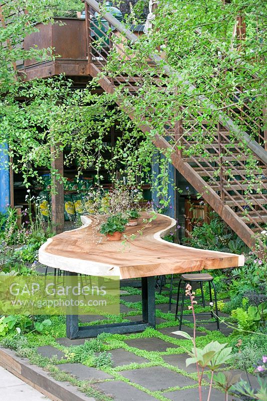 Table de jardin avec Saxifraga x urbium