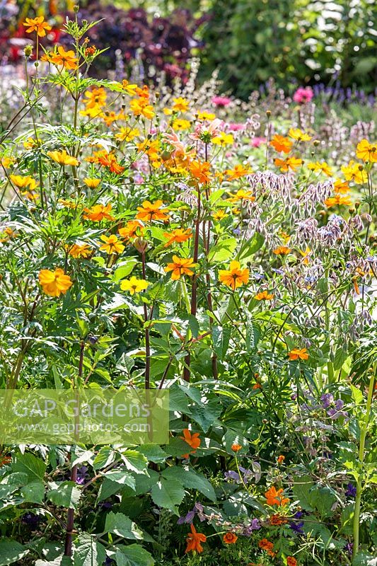 Jardin d'agriculteurs avec bourrache et dahlias