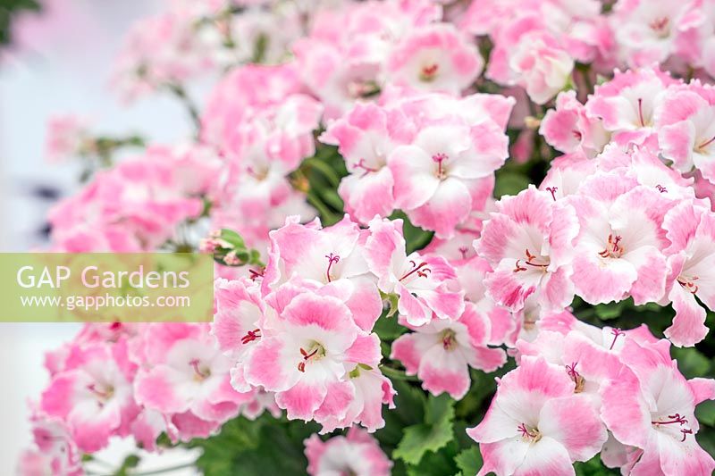 Pelargonium pac ® Bermuda Soft Pink