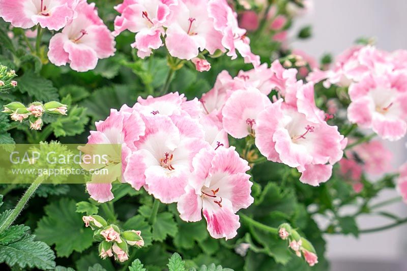 Pelargonium pac ® Bermuda Soft Pink