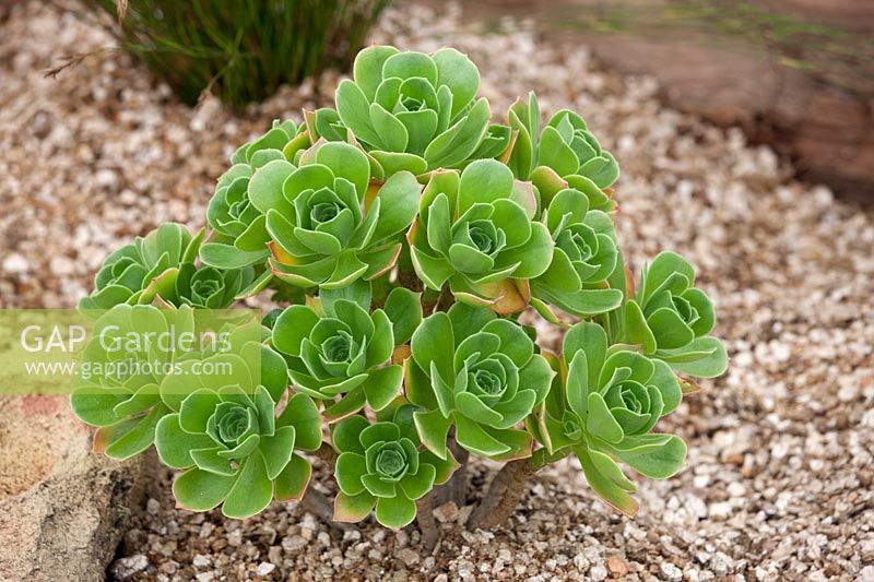 Aeonium balsamiferum