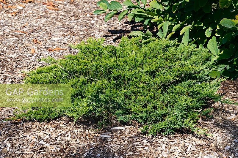 Juniperus sabina Moor-Dense ®