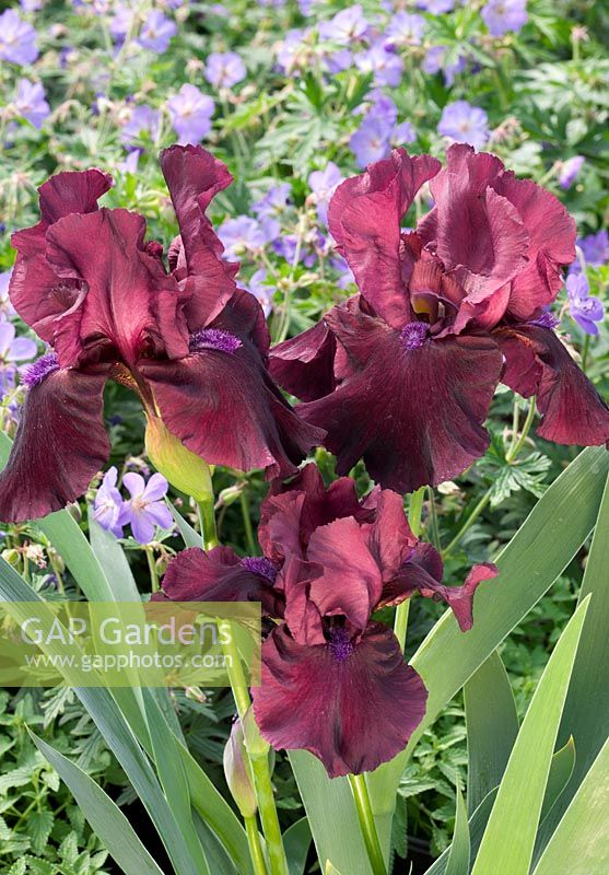Iris Fortunate Son