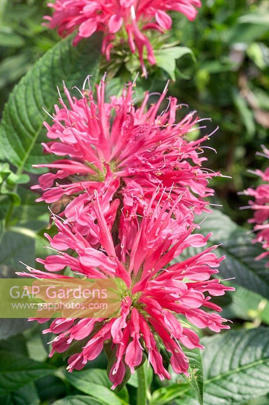 Récif de corail de Monarda