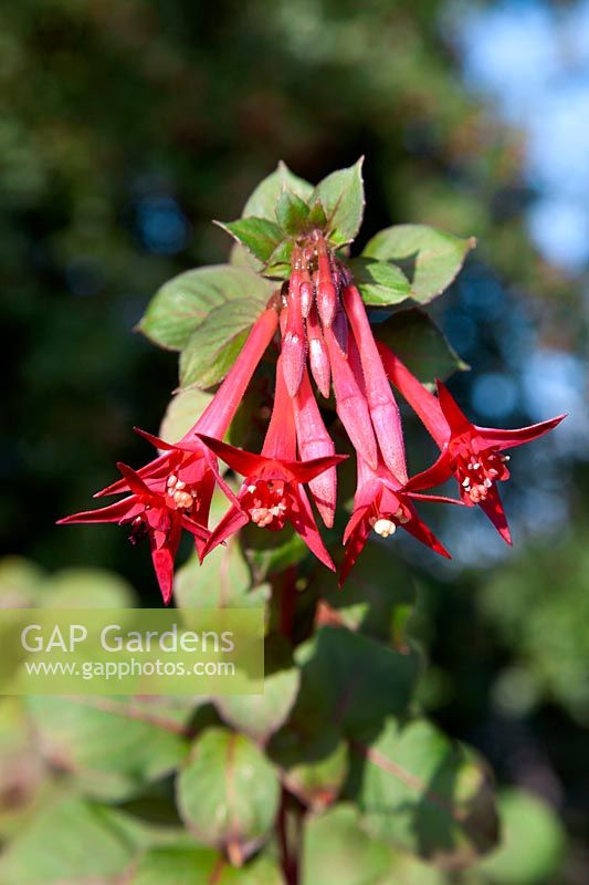 Fuchsia Catharina