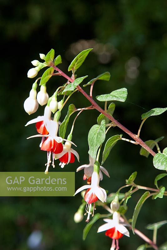 Fuchsia Galadriel