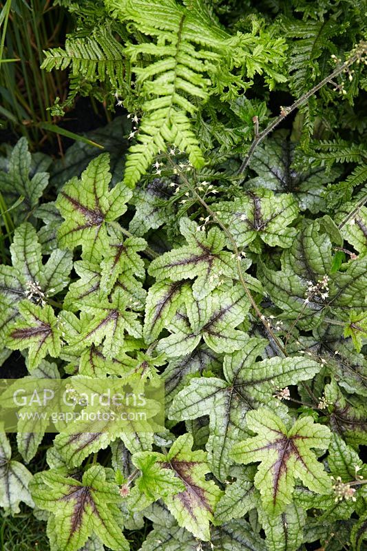 Heuchera Stoplight