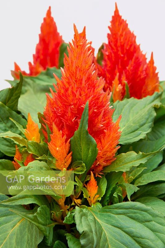 Celosia Icecream Orange