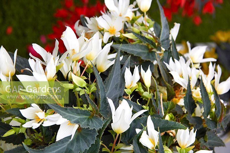 Begonia Crackling Fire ® Blanc