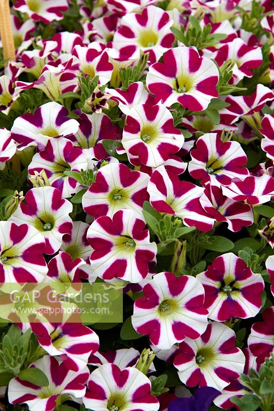 Cabernet bicolore Petunia Cascadias ™