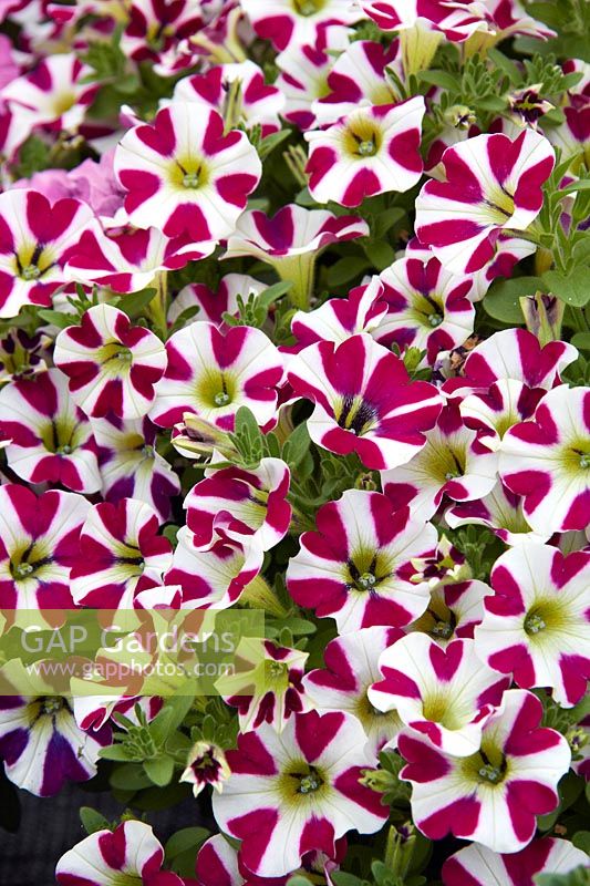 Cabernet bicolore Petunia Cascadias ™