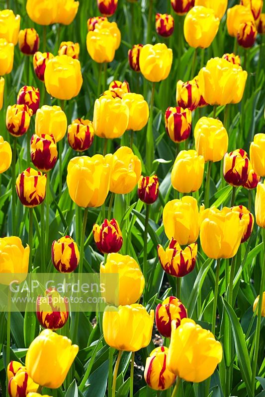 Tulipa Triumph Helmar et Tulipa Darwin Hybrid Golden Apeldoorn