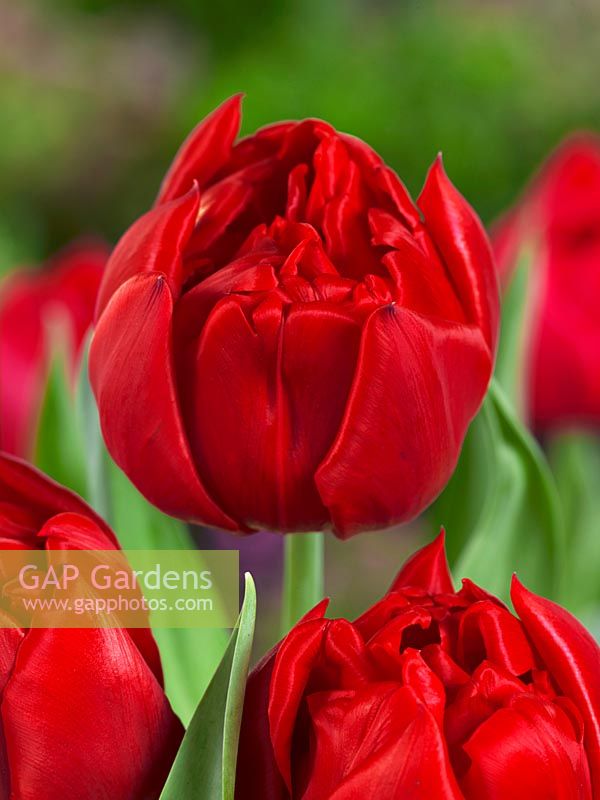 Tulipa Double Early Spitfire