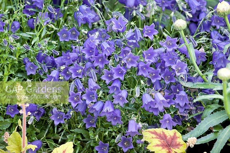 Campanula cochleariifolia Swinging Bells ™ Bleu