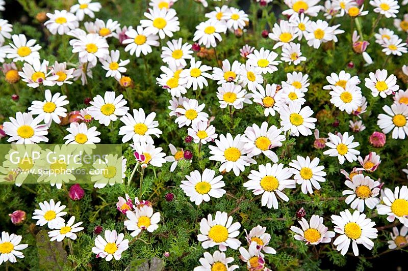 Anacyclus pyrethrum var. depressus