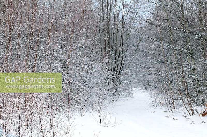 Chemin à travers la forêt enneigée