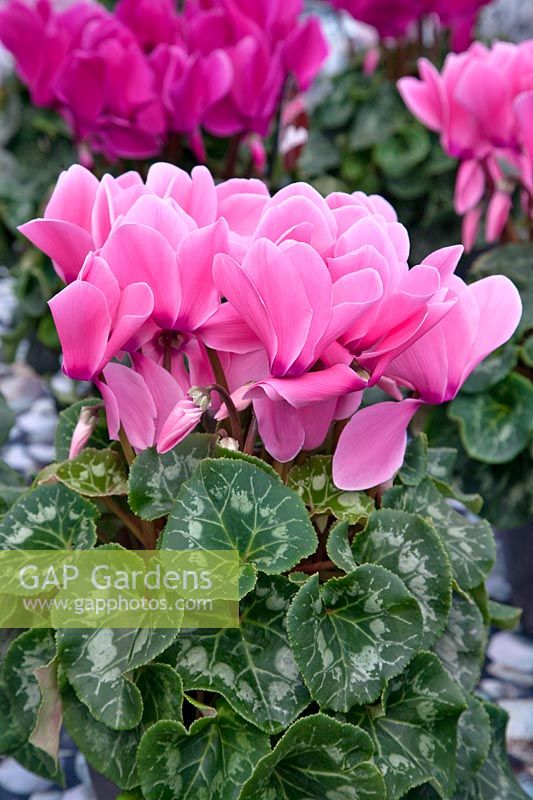 Cyclamen Super Serie Mammoth F1 Rose