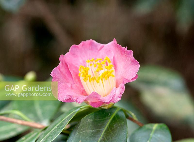 Camellia japonica trente gouttes