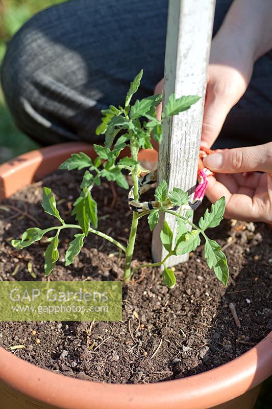 Instruction de plantation des tomates, étape 6