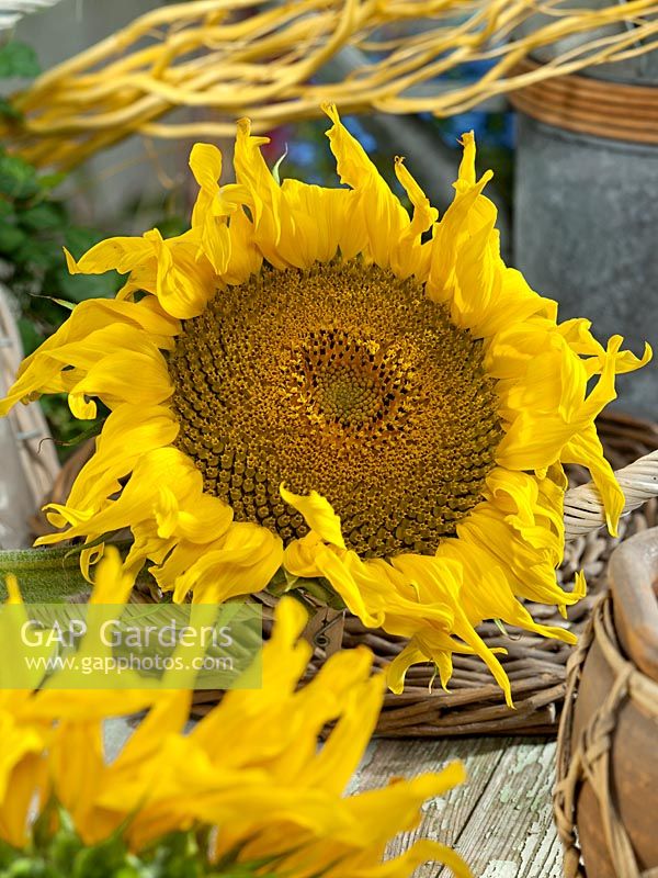 Helianthus annuus Snack