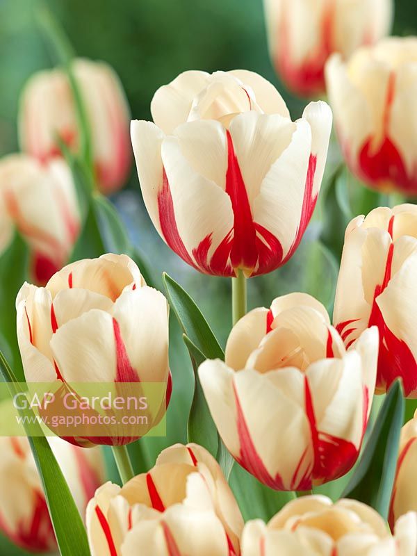Tulipa Single Expression mondiale tardive