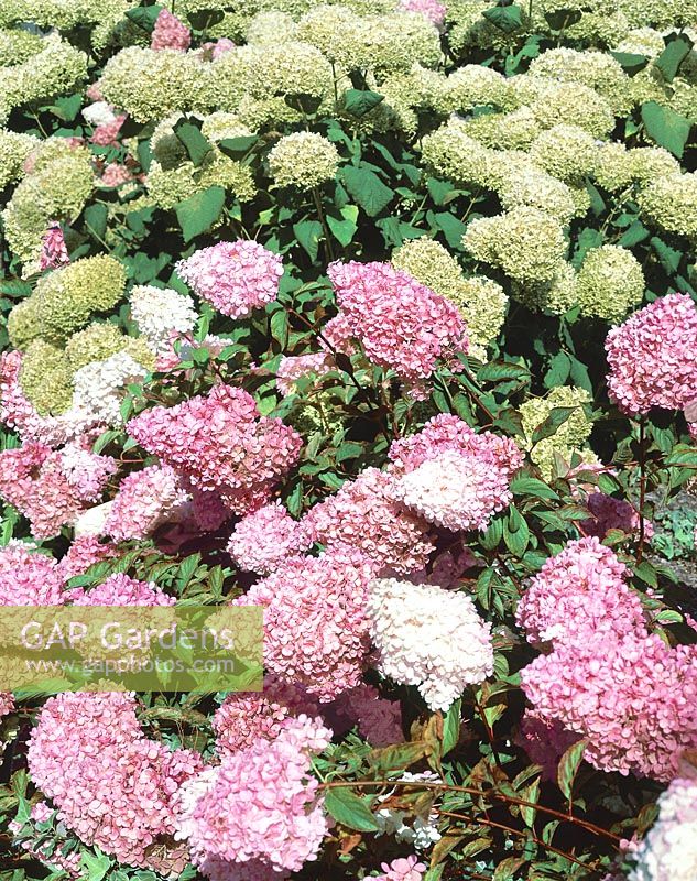Hydrangea paniculata Renhy Vanille-Fraise ® et Hydrangea arborescens Annabelle