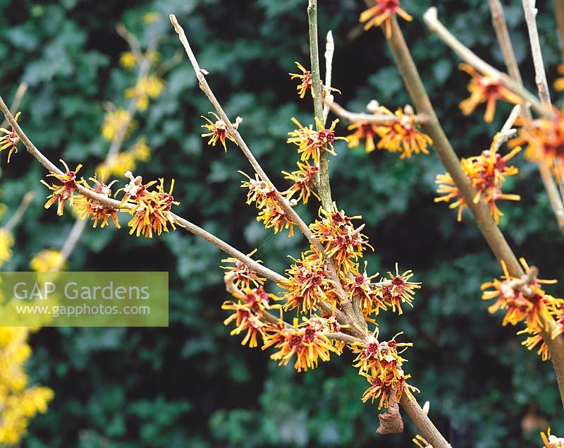 Hamamelis Rochester