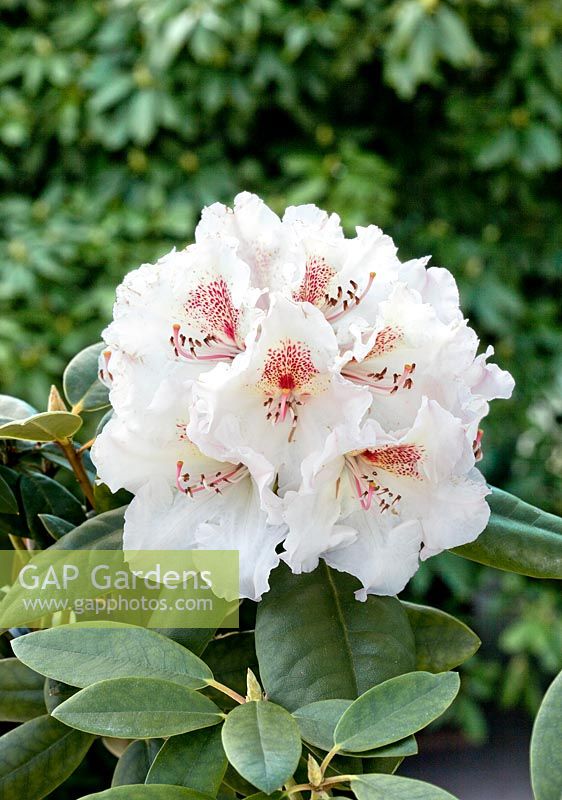 Rhododendron Simona