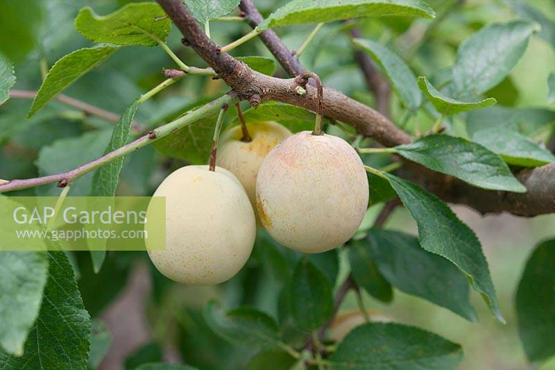 Prunus domestica subsp. syriaca Bellamira ®