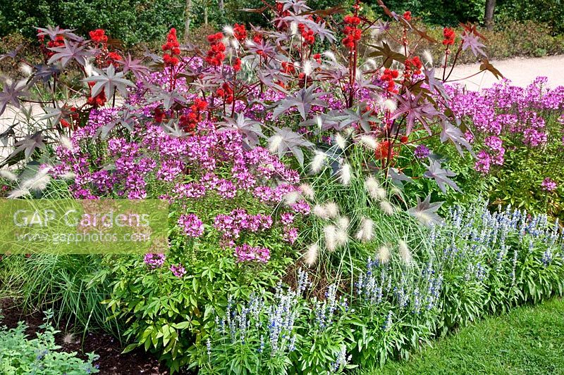 Parterre de plantes en été avec Salvia Strata, Ricinus Carmencita Rot, Cleome Seniorita Rosalita, Pennisetum