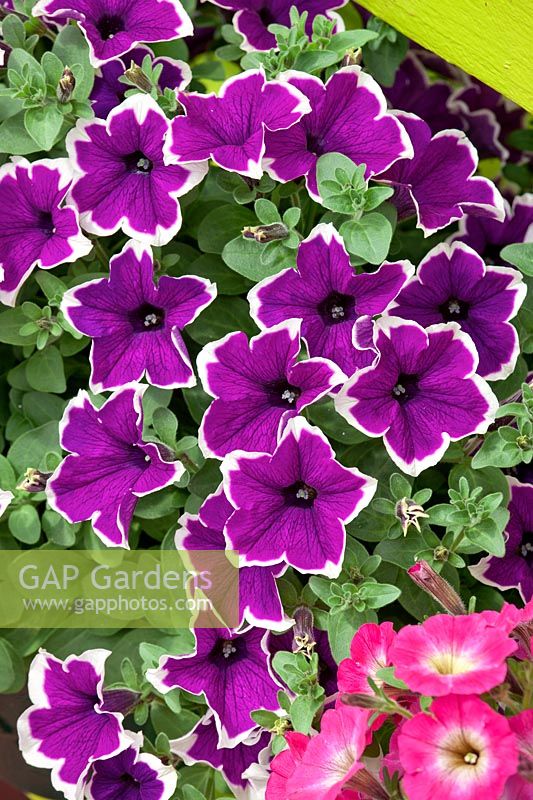 Jupe violette Petunia Cascadias ™