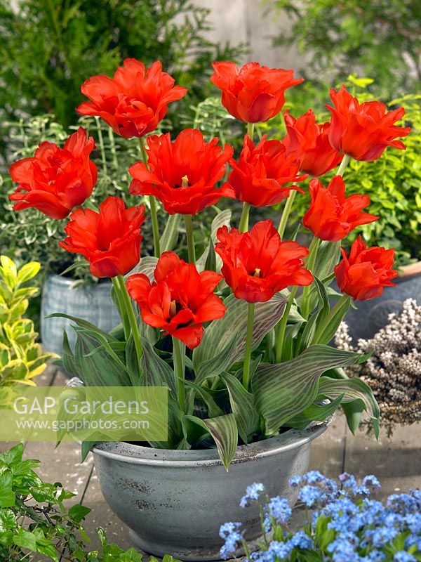 Tulipa greigii Dubbele Roodkapje en pot