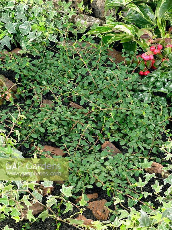 Découverte de Streib de Cotoneaster procumbens